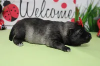 Louise , a female Keeshond for sale in Trenton, MO – Photo 5 of 6
