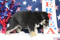 Dahlia , a male Siberian Husky and Miniature Aussiedoodle for sale in Trenton, MO – 7 of 7