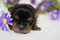 Penny , a female Yorkshire Terrier for sale in Trenton, MO – 5 of 10