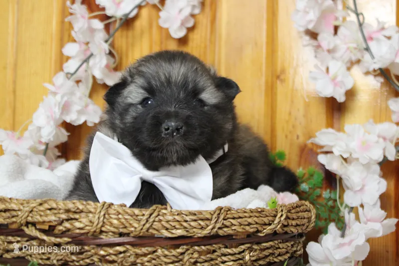 Abbott  – Keeshond puppy for sale in Trenton, MO