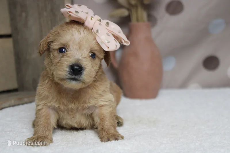 Champaign  – Schnoodle puppy for sale in Trenton, MO