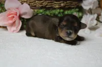 Boris , a male Yorkipoo for sale in Trenton, MO – 9 of 9