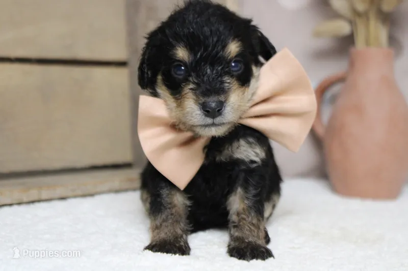 Chardonnay – Schnoodle puppy for sale in Trenton, MO