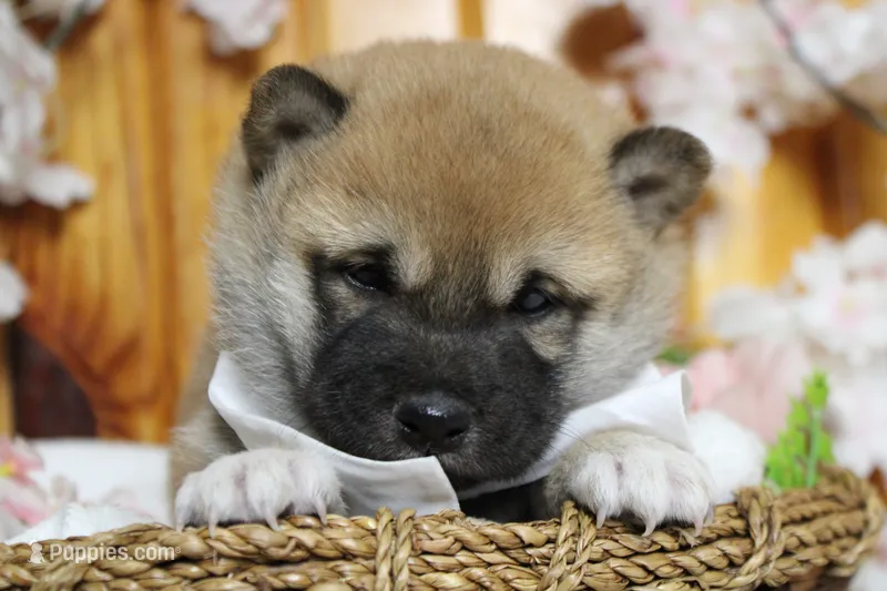 Dylan  – Shiba Inu puppy for sale in Trenton, MO