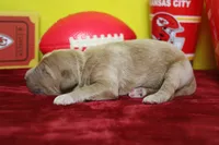 S'mores , a male Goldendoodle for sale in Trenton, MO – 5 of 9