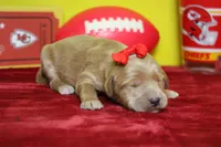 Star , a female Goldendoodle for sale in Trenton, MO – 6 of 8