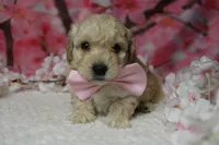 Theodore, a male Poodle - Toy  for sale in Trenton, MO – 9 of 9