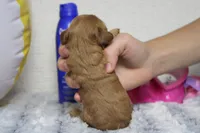 Katie, a female Cockapoo for sale in Trenton, MO – 8 of 8