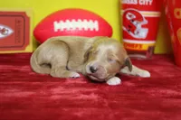 Sparky , a male Goldendoodle for sale in Trenton, MO – 6 of 8