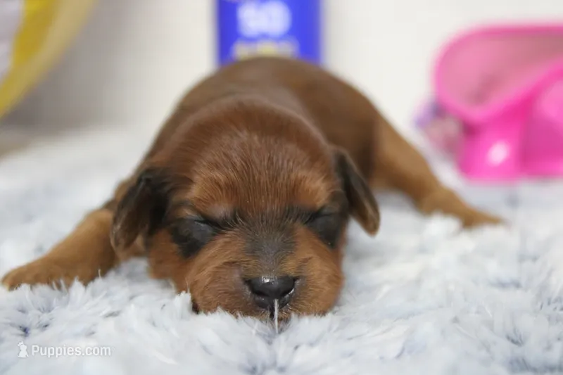 Lee – Cavapoo puppy for sale in Trenton, MO