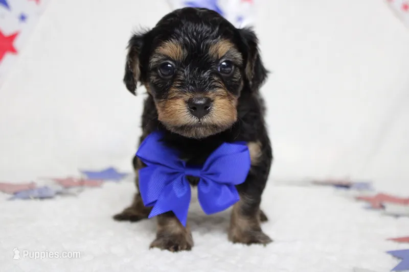 Pedro – Yorkipoo puppy for sale in Trenton, MO