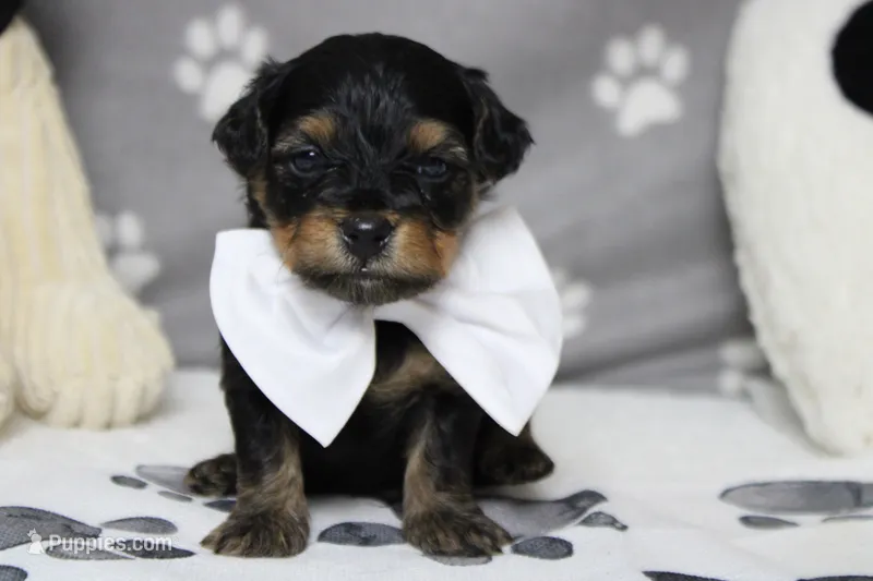 Pedro – Yorkipoo puppy for sale in Trenton, MO