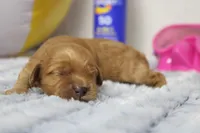 Katie, a female Cockapoo for sale in Trenton, MO – 6 of 8