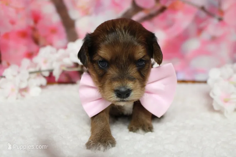 Boris  – Yorkipoo puppy for sale in Trenton, MO