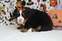 Cagney , a female Bernese Mountain Dog for sale in Trenton, MO – 6 of 8