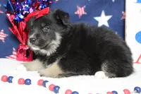 Violet , a male Siberian Husky and Miniature Aussiedoodle for sale in Trenton, MO – 4 of 7