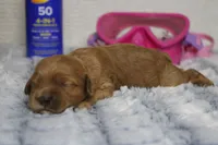 Katie, a female Cockapoo for sale in Trenton, MO – 5 of 8