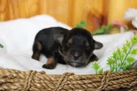 Darling , a female Yorkipoo for sale in Trenton, MO – 6 of 10