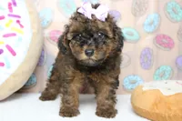 Ella , a female Cavapoo for sale in Trenton, MO – 3 of 6