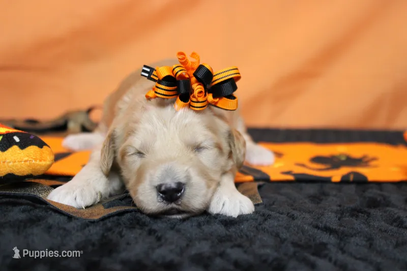 Moon  – Goldendoodle puppy for sale in Trenton, MO