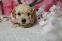 Theodore, a male Poodle - Toy  for sale in Trenton, MO – 2 of 9