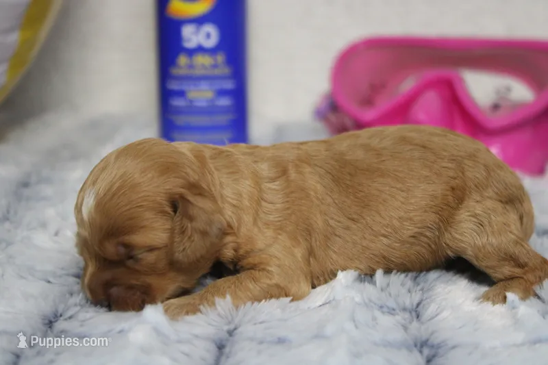 Jocelyn – Cockapoo puppy for sale in Trenton, MO