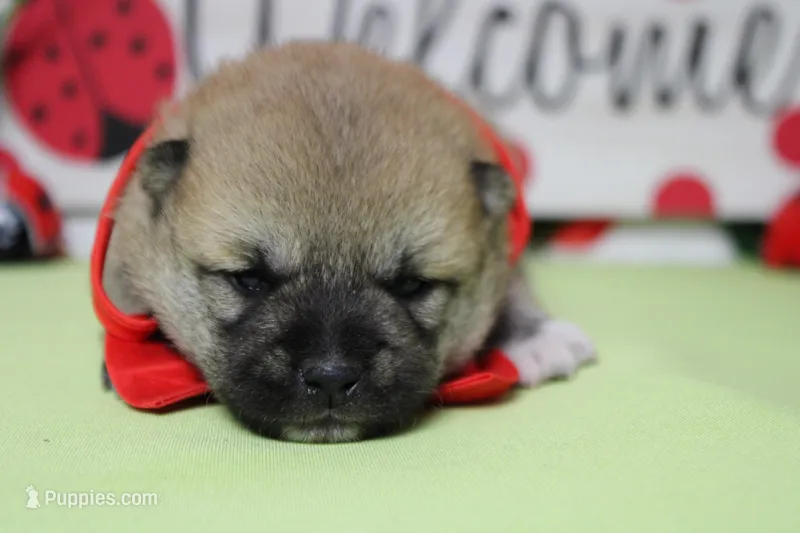Ringo  – Shiba Inu puppy for sale in Trenton, MO