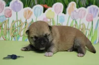 Ringo , a male Shiba Inu for sale in Trenton, MO – Photo 8 of 9