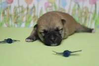 Ringo , a male Shiba Inu for sale in Trenton, MO – Photo 9 of 9