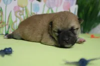 Ringo , a male Shiba Inu for sale in Trenton, MO – Photo 5 of 9