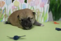 Ringo , a male Shiba Inu for sale in Trenton, MO – Photo 4 of 9