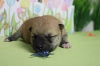 Ringo , a male Shiba Inu for sale in Trenton, MO – Photo 3 of 9