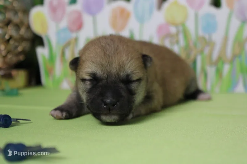 Ringo  – Shiba Inu puppy for sale in Trenton, MO