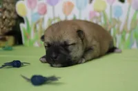 Ringo , a male Shiba Inu for sale in Trenton, MO – Photo 2 of 9