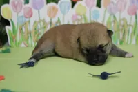 Ringo , a male Shiba Inu for sale in Trenton, MO – Photo 7 of 9