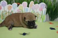 Ringo , a male Shiba Inu for sale in Trenton, MO – Photo 6 of 9