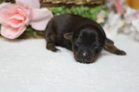 Lady , a female Yorkipoo for sale in Trenton, MO – 10 of 10