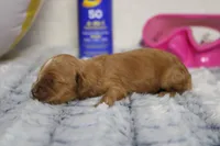 Maddie, a female Cockapoo for sale in Trenton, MO – 5 of 6
