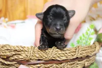 Toughy , a male Yorkipoo for sale in Trenton, MO – 2 of 8