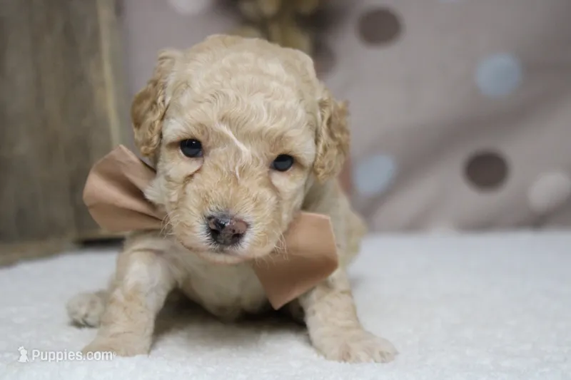 Theodore – Poodle - Toy  puppy for sale in Trenton, MO