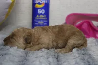 Brittany, a female Cavapoo for sale in Trenton, MO – 5 of 7