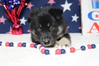 Bergamont , a male Siberian Husky and Miniature Aussiedoodle for sale in Trenton, MO – 2 of 7