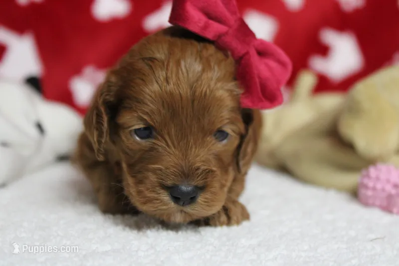 Natalie – Cockapoo puppy for sale in Trenton, MO