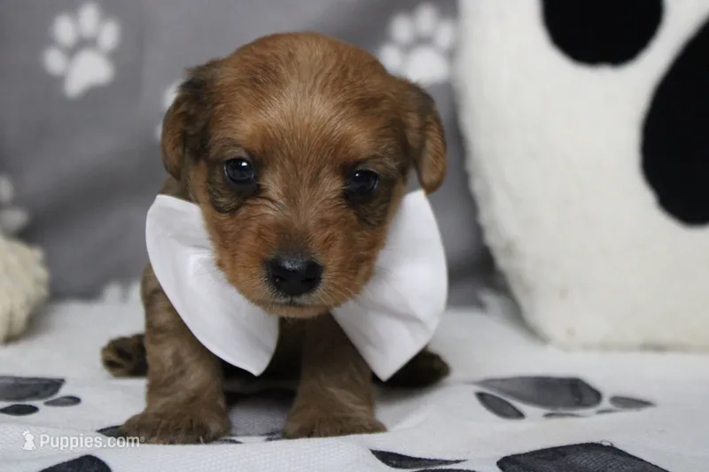Jacque  – Yorkipoo puppy for sale in Trenton, MO