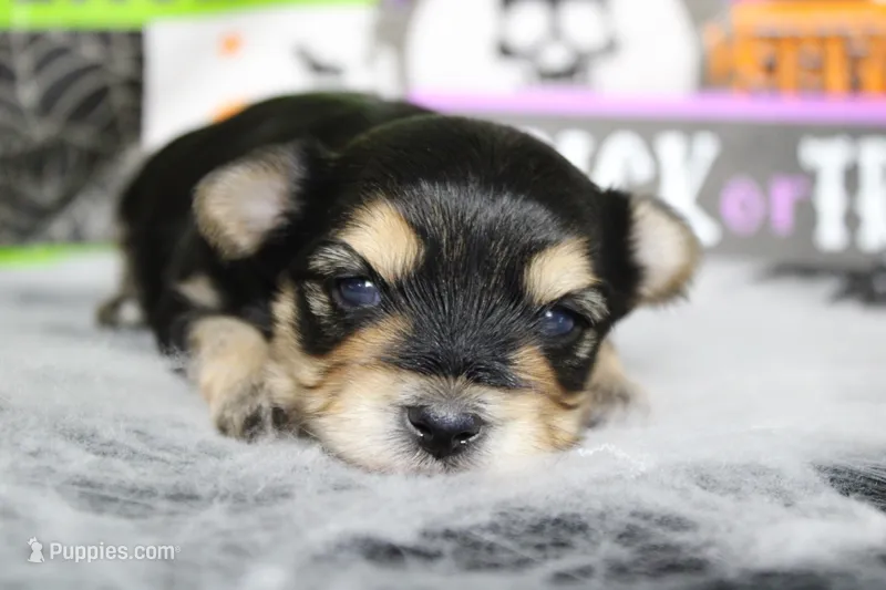 Hansel  – Morkie puppy for sale in Trenton, MO