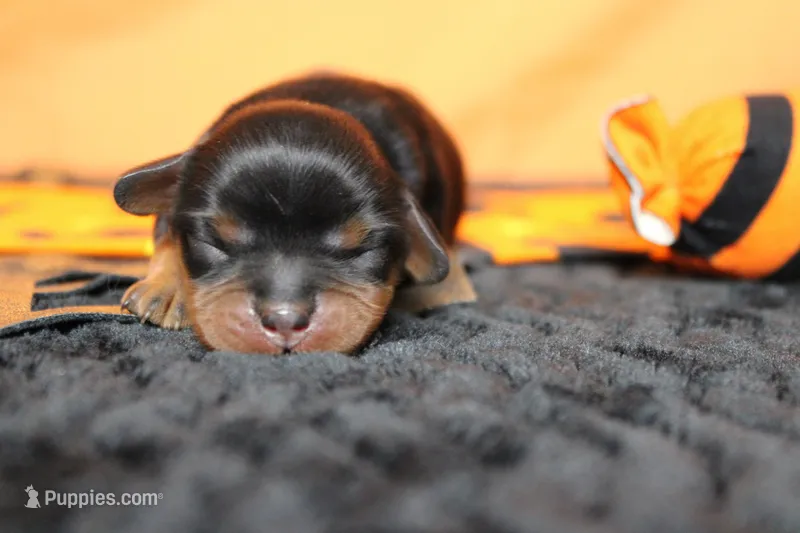 Chocolate  – Cavalier King Charles Spaniel puppy for sale in Trenton, MO
