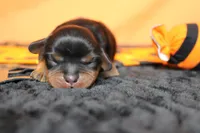 Chocolate , a female Cavalier King Charles Spaniel for sale in Trenton, MO – 1 of 8