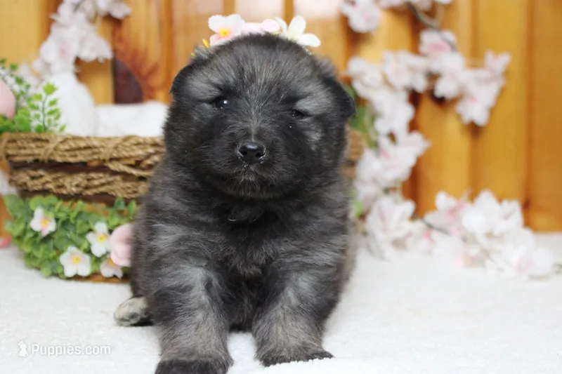 Thelma  – Keeshond puppy for sale in Trenton, MO
