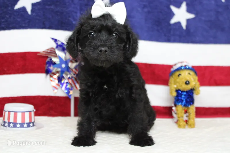 Cabernet  – Schnoodle puppy for sale in Trenton, MO