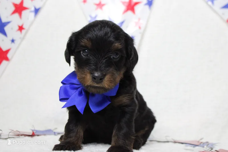 Toughy  – Yorkipoo puppy for sale in Trenton, MO